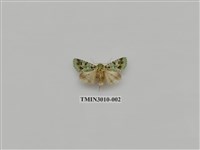 藏品(夜蛾619)的圖片